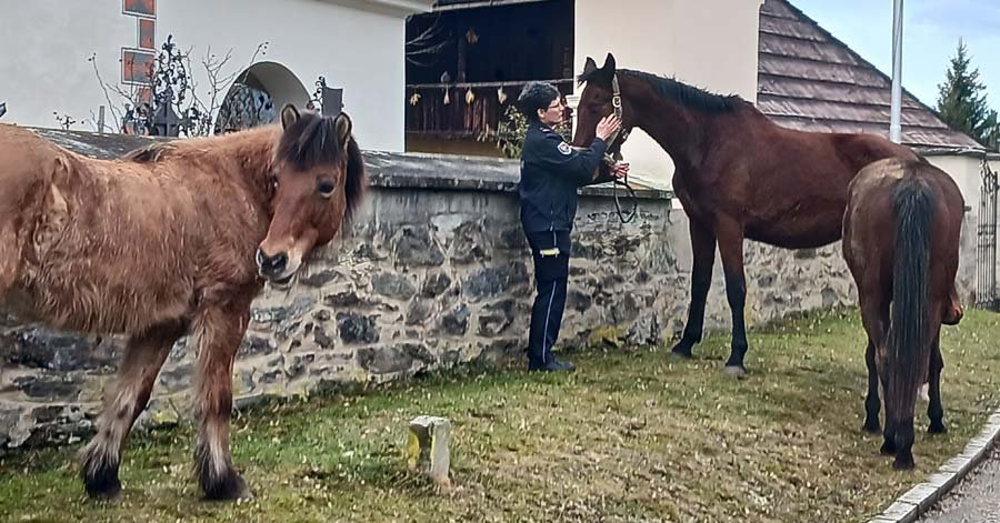 Ordnungsamt fing in St Martin aus Hallegg ausgebüxte Pferde ein